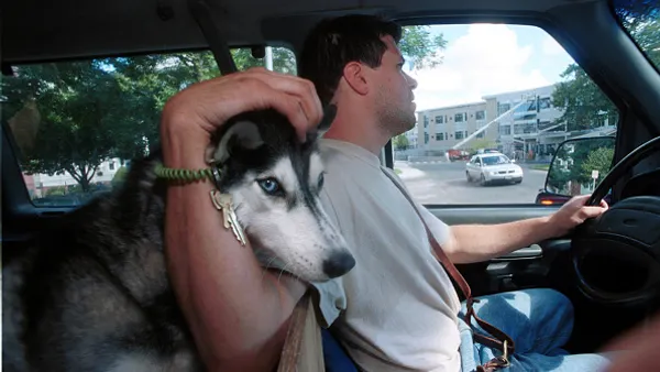 Employee picks up dogs that are being boarded.