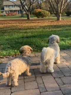 Araco Jr.’s dogs Miller and Macey.