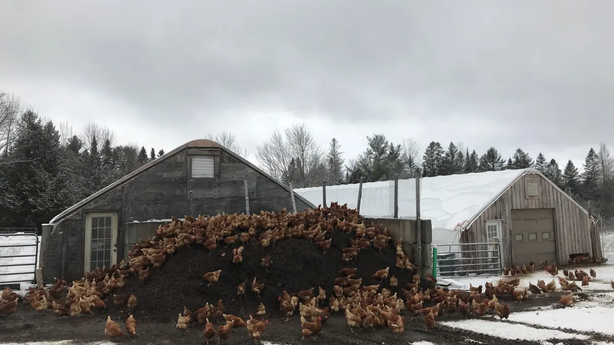 A dark earthen mound sits in front of two snowy greenhouses. Dozens of chickens forage on and around the mound.