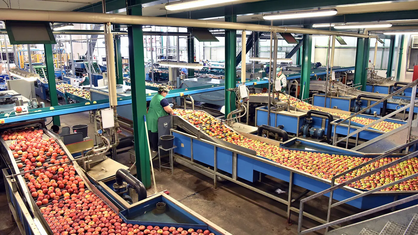 A warehouse with food going through conveyer belts.