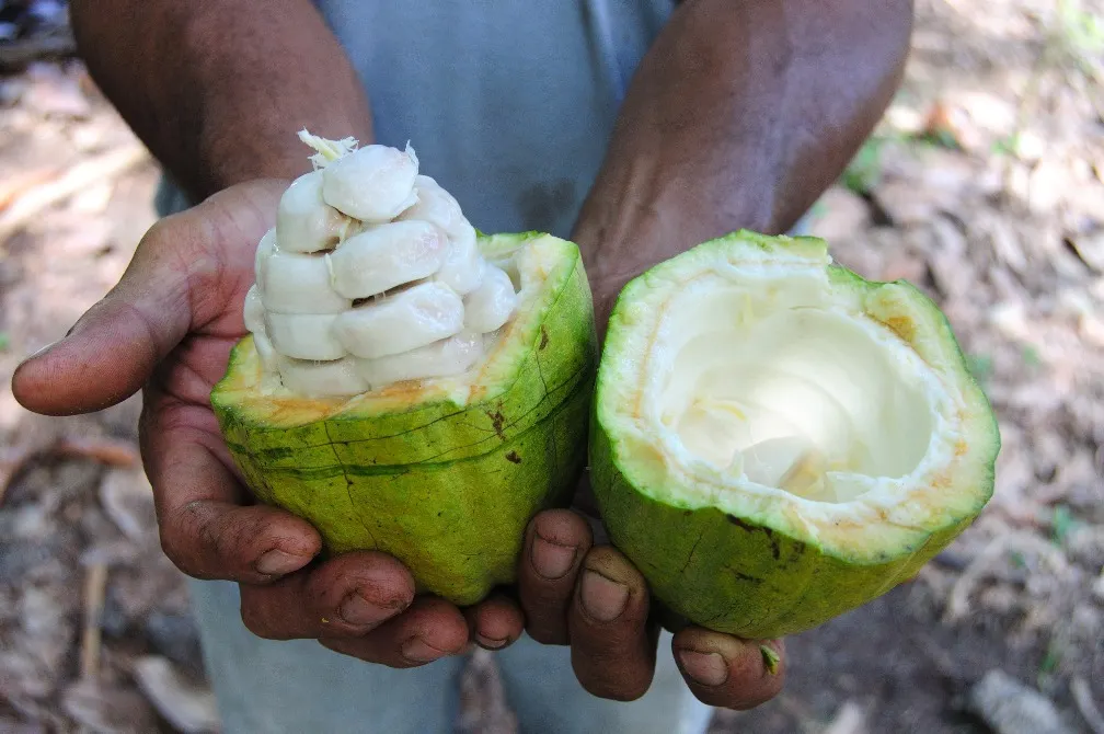 A farmer holds a cacao fruit that has been cut open