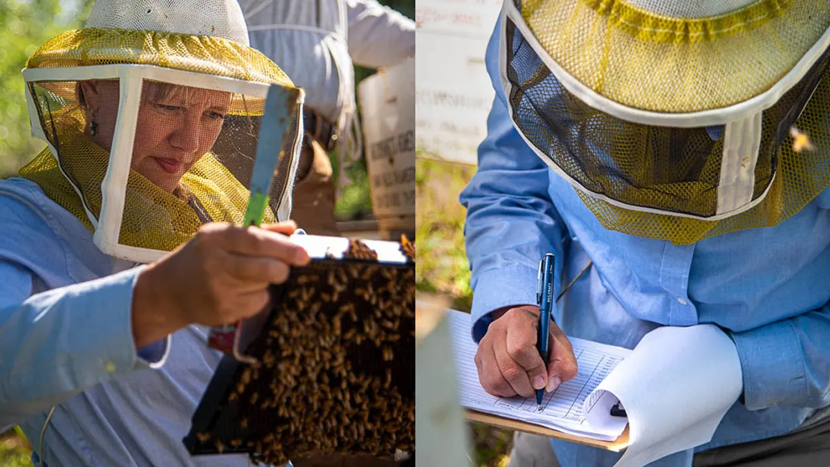 Two images of a beekeeper inspecting bee filtering and writing down a log to track the bees on a clipboard