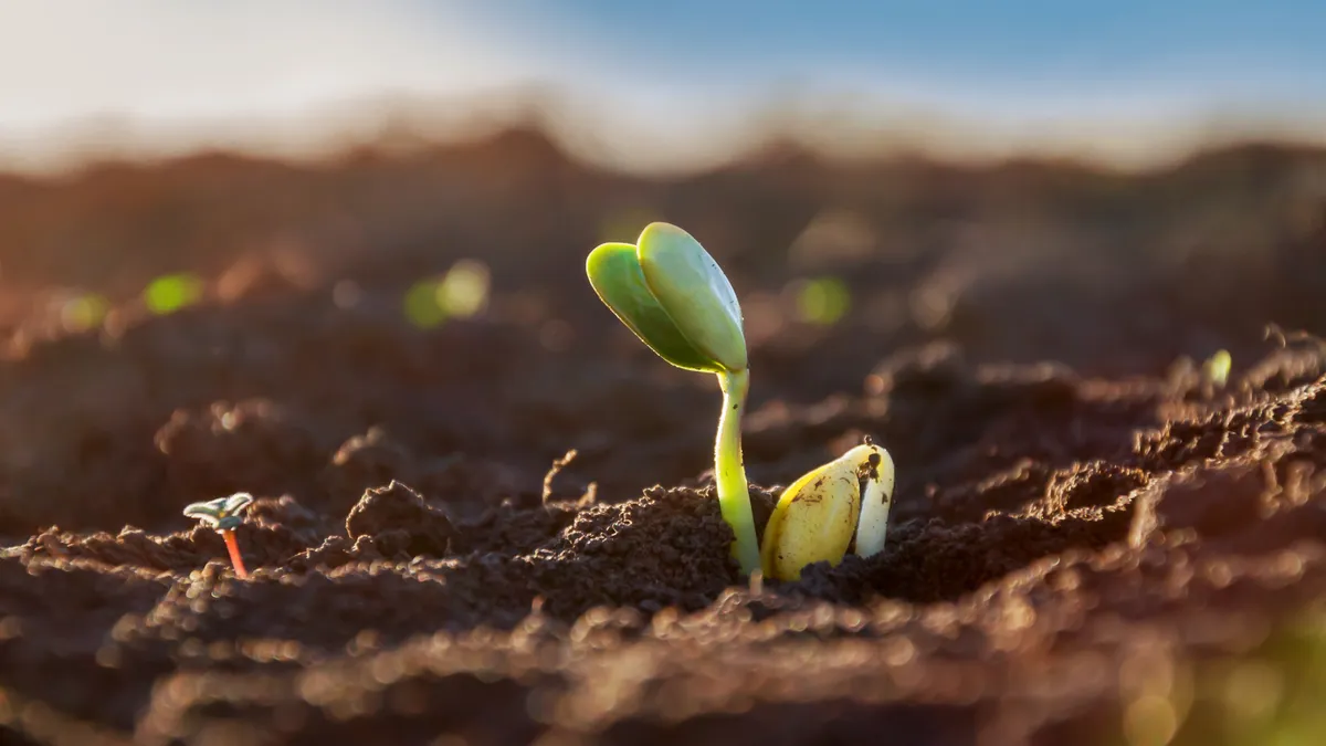 Close-up tender first sprouts of soybean in the open field.