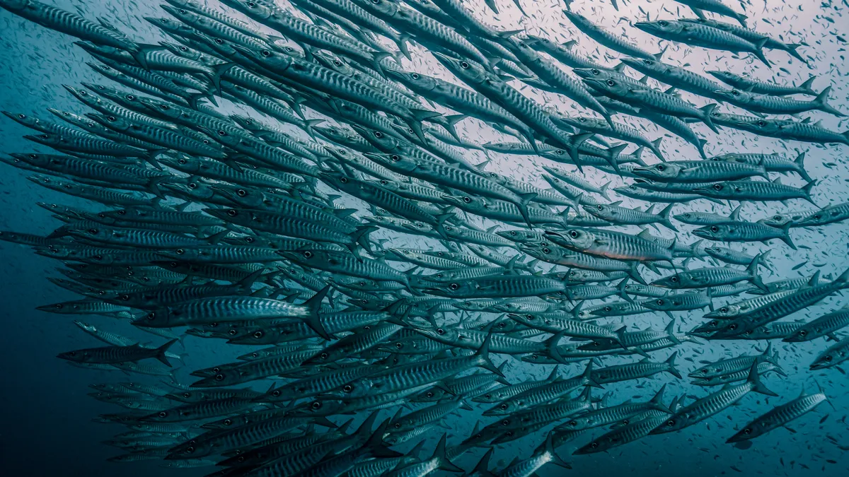 a swarm of barracudas