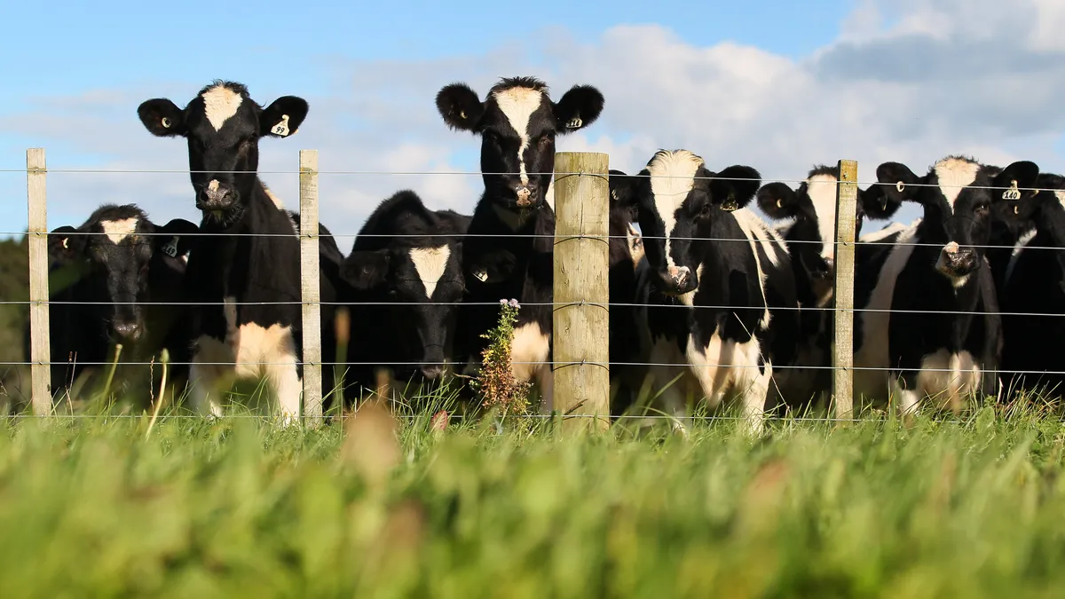 A herd of cows roam on a lush, green dairy farm.