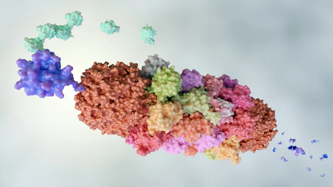A colorized rendering of the cell's proteasome.