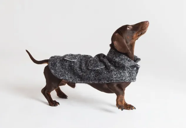 Retailers cash in on premium pet product sales | Grocery Dive