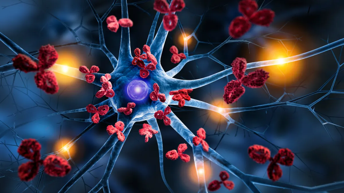 A photo of a nerve cell attacked by antibodies