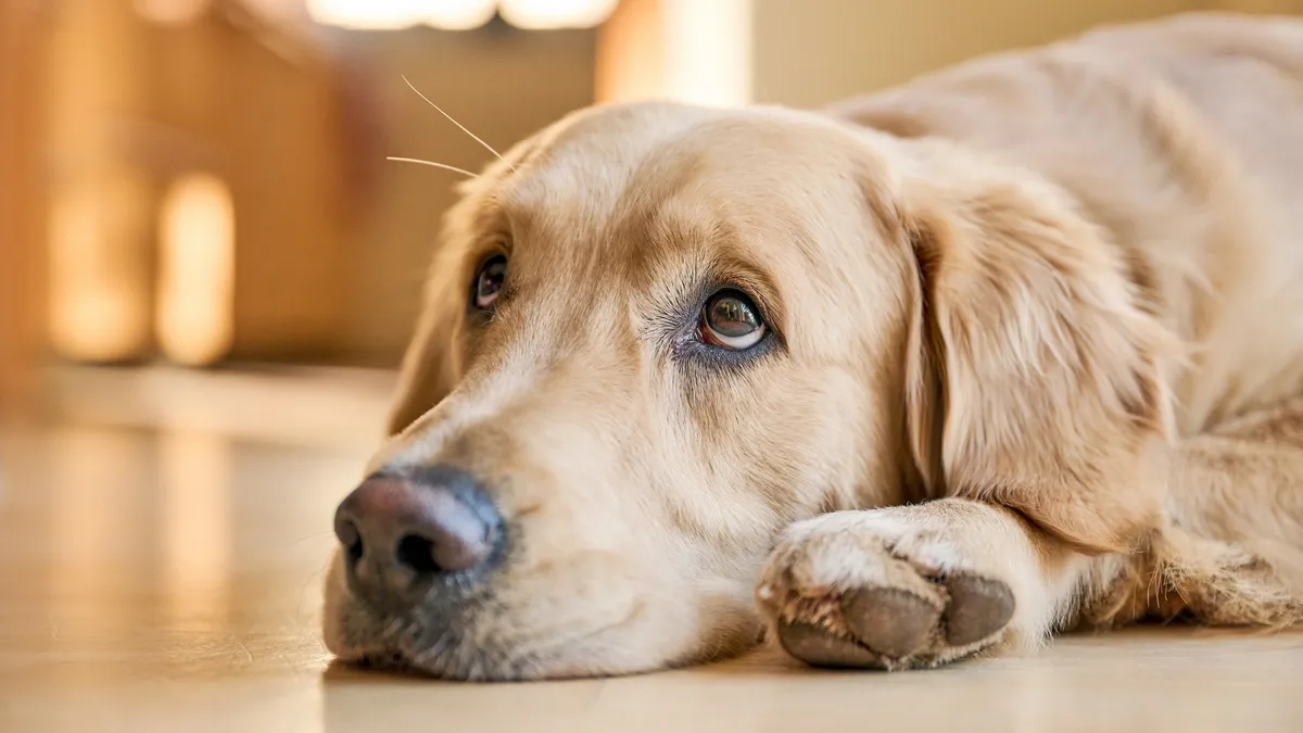 A dog resting its head on the floor.