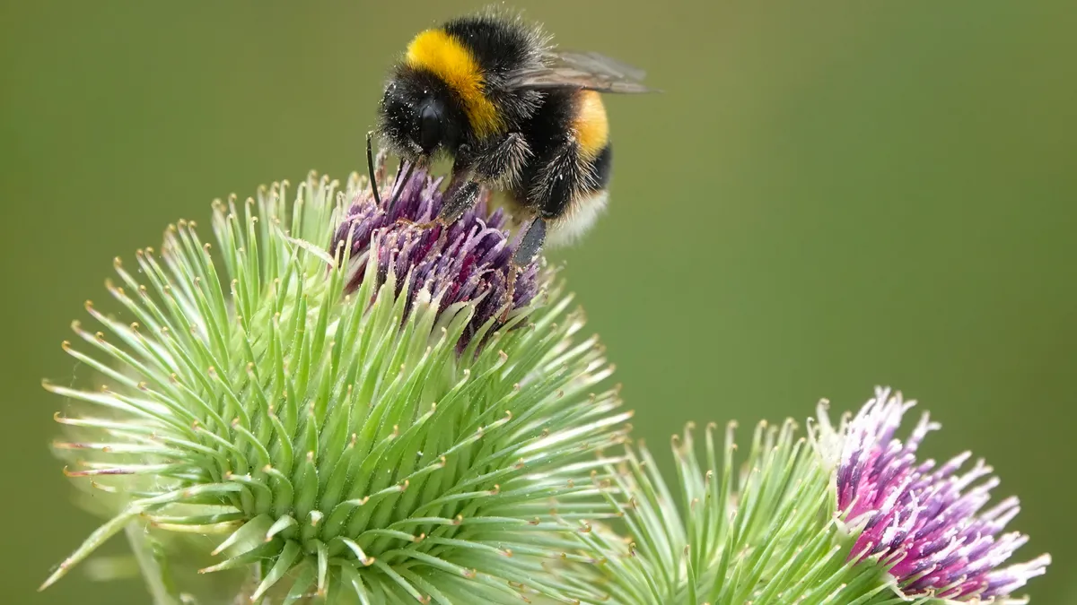 A bee sits on a thistle in the UK