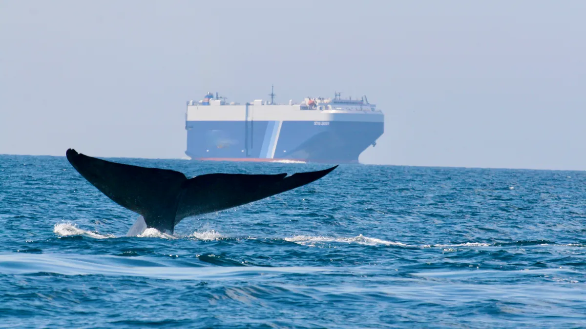 A dolphin tale pictured in the sea with a ship in the background.