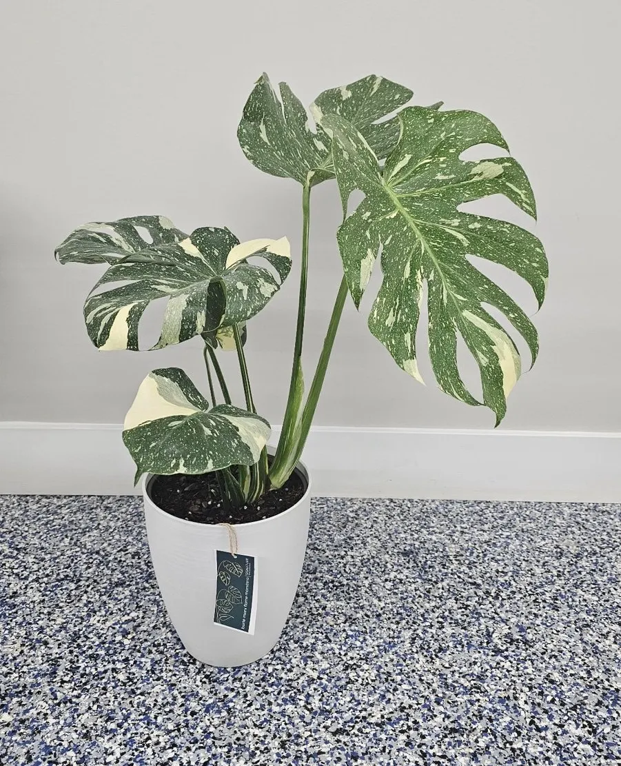 A plant with green leaves in a white flowerpot.