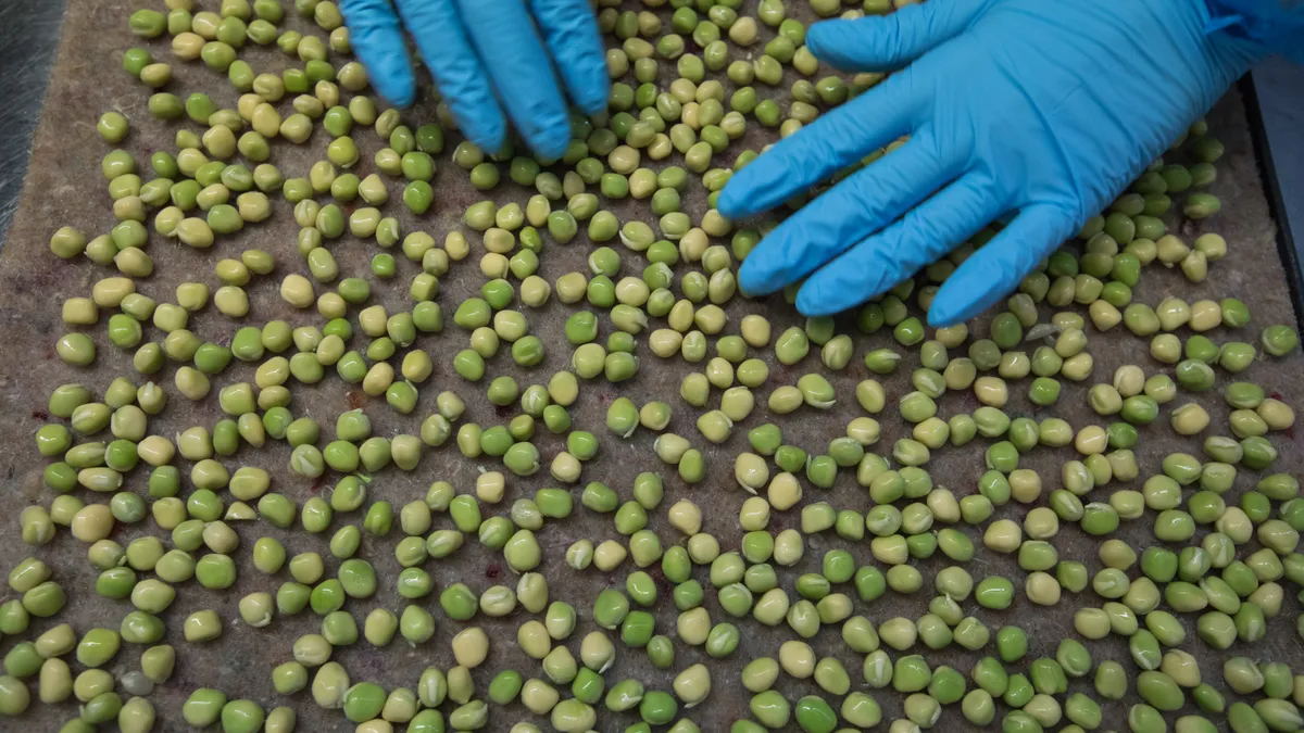 Peas are arranged on a tray and prepared to be taken to one of the Underground tunnels to grow at 'Growing Underground' in Clapham on October 24, 2016 in London, England.