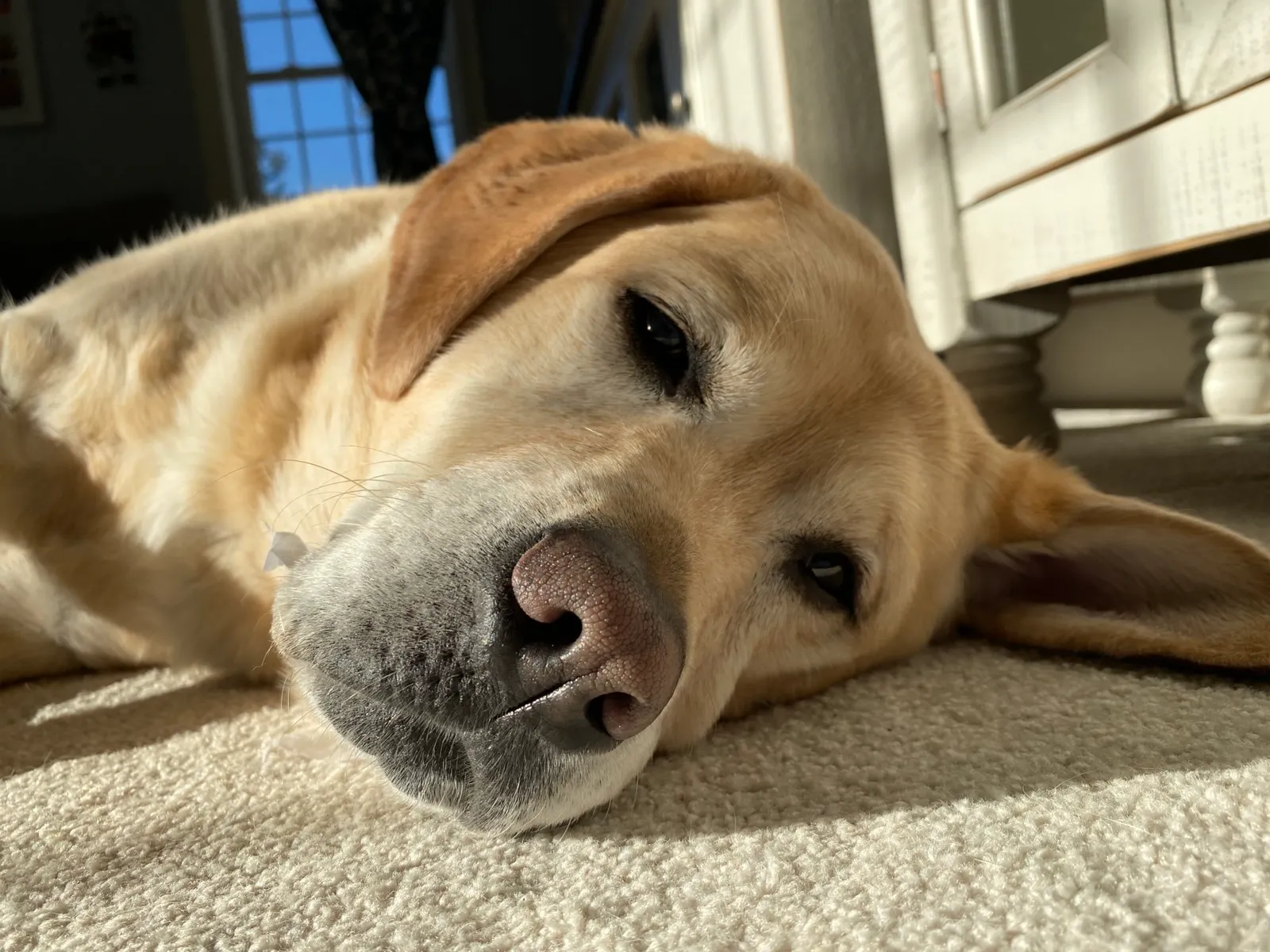 Pellegrino 6 AM CFO dog