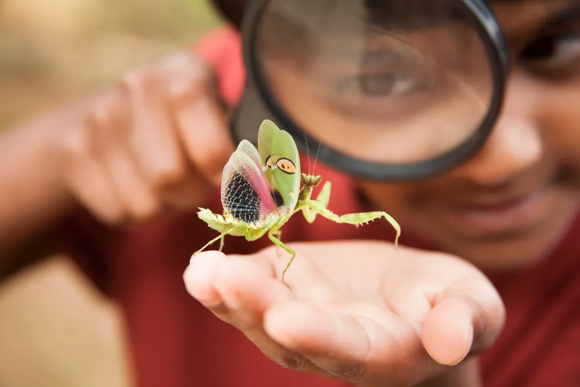 How creepy crawlies can unlock science curiosity for young learners