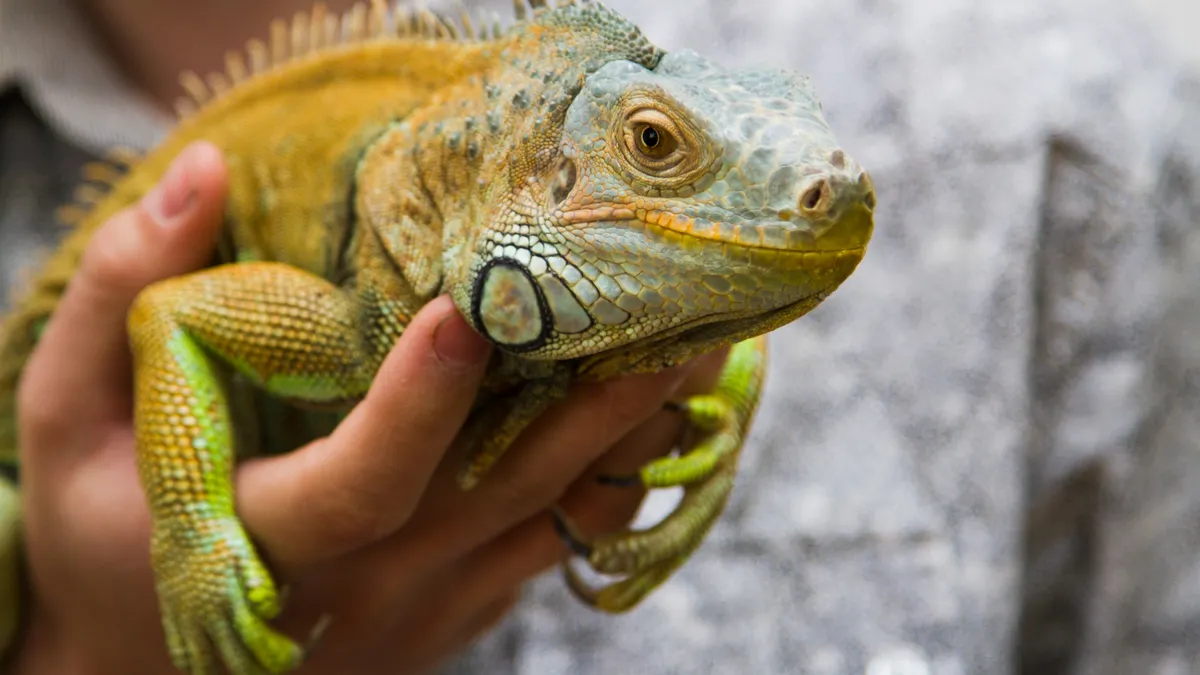 Green iguana sitting on the hands of a human