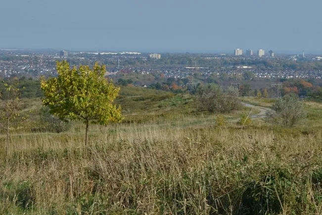 A small tree grows on a grassy area overlooking a gravel road, with a neighborhood and office buildings visible in the distance.