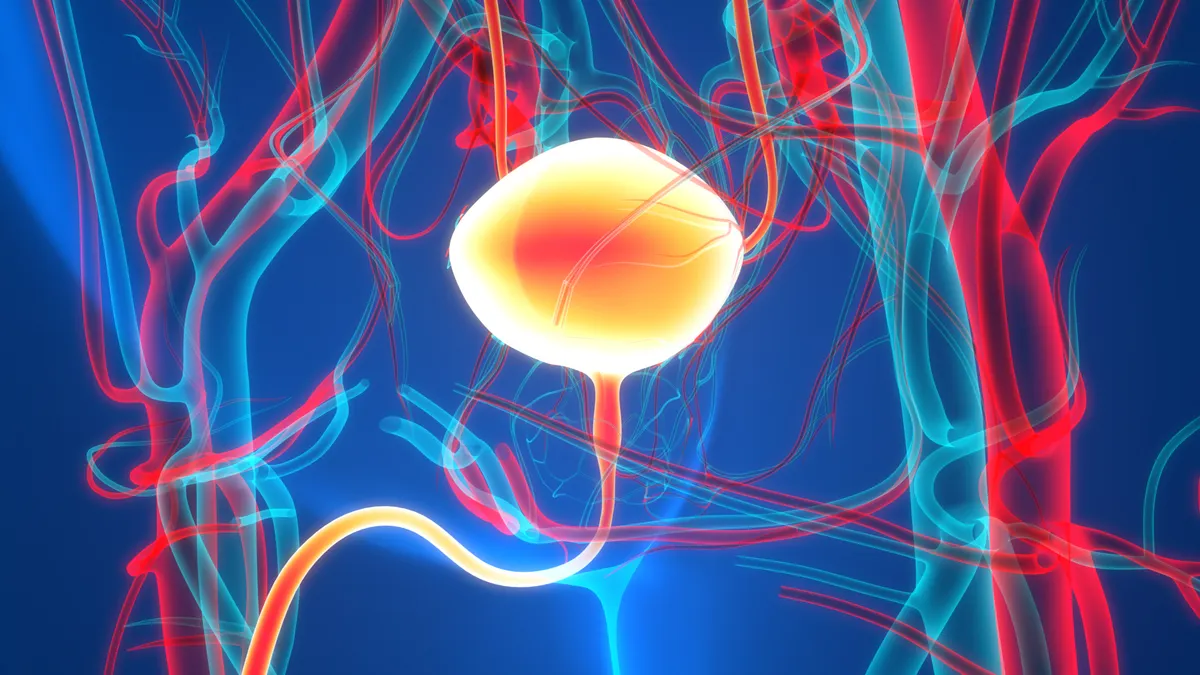 A stylized illustration of the human urinary system with the bladder highlighted.
