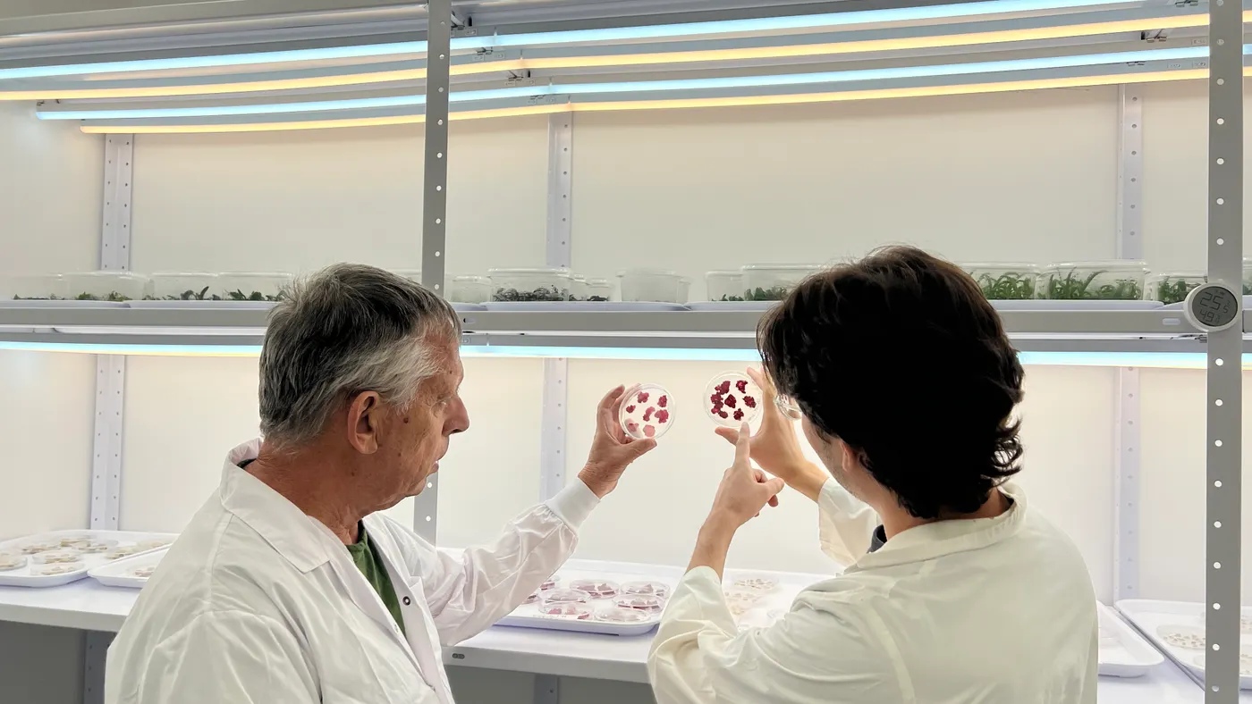 Cultivated berries, Novella