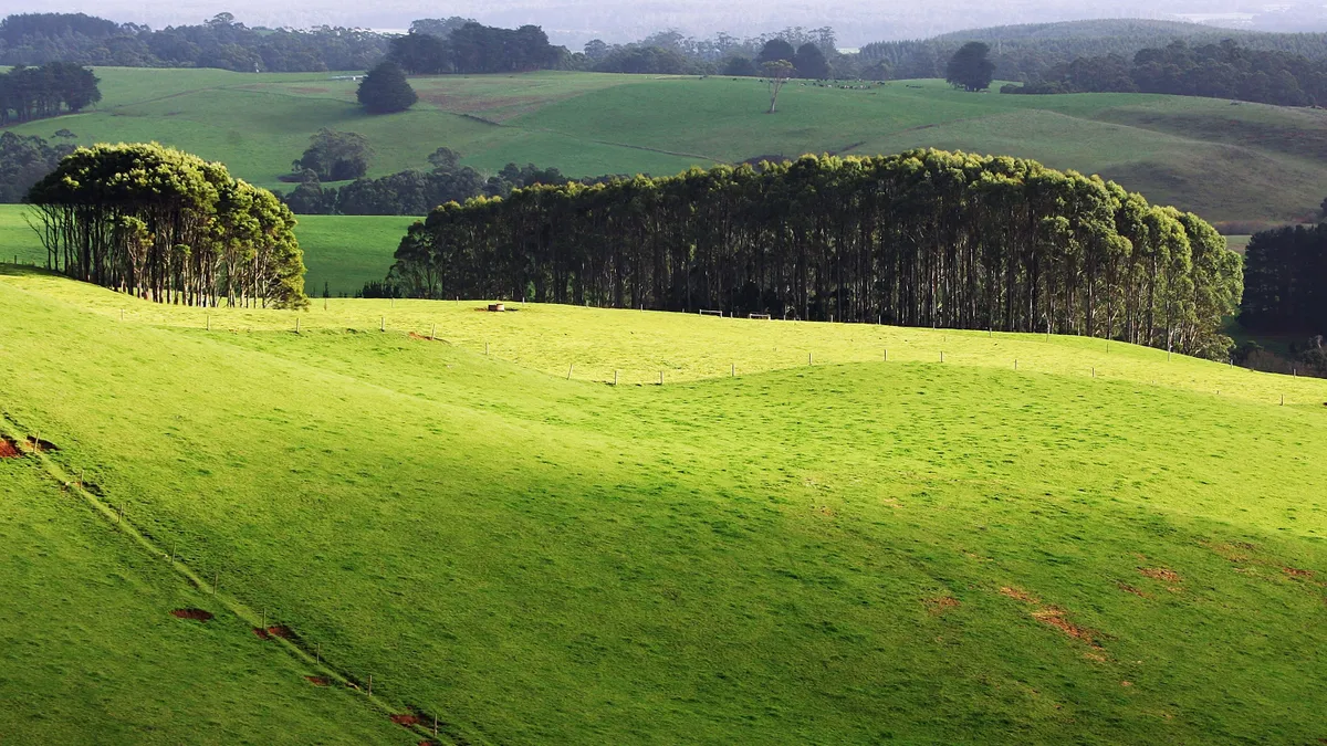 Sun shines over green pasture at a cattle farm.