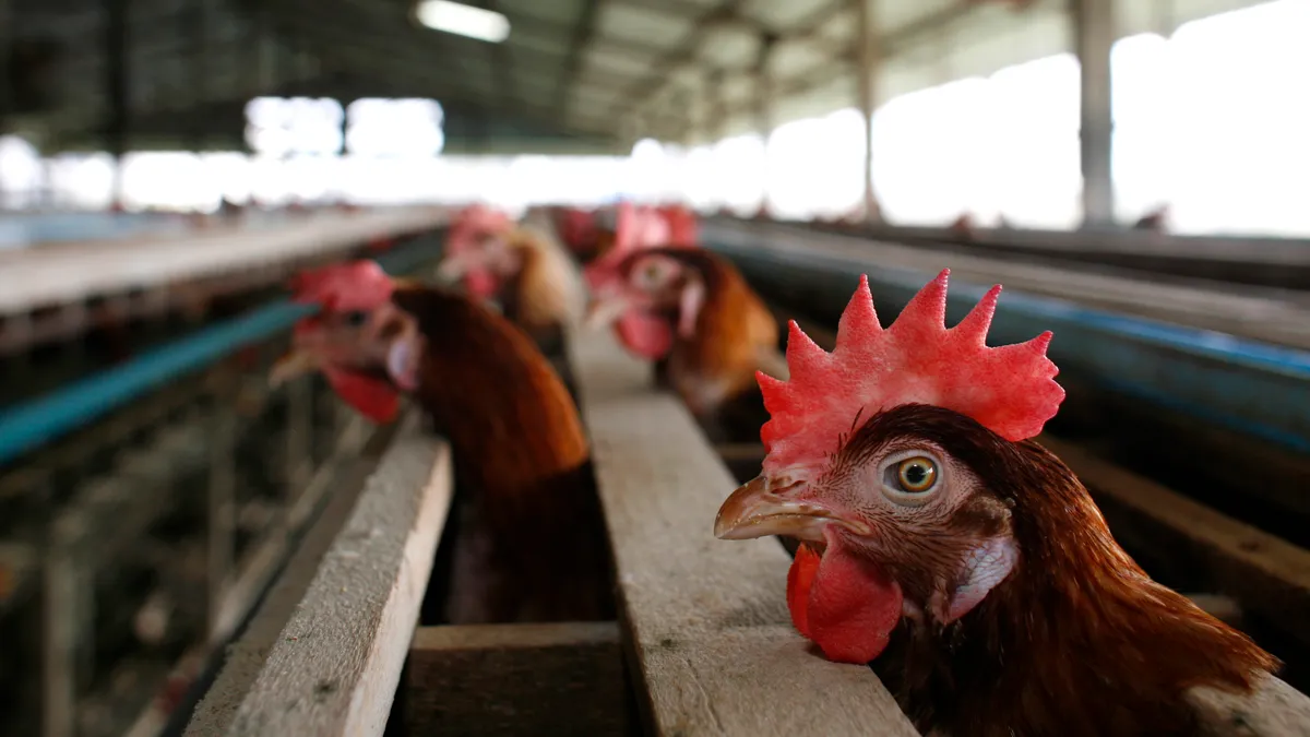 A chicken peers out in a barn as new outbreaks around the world cause concern.