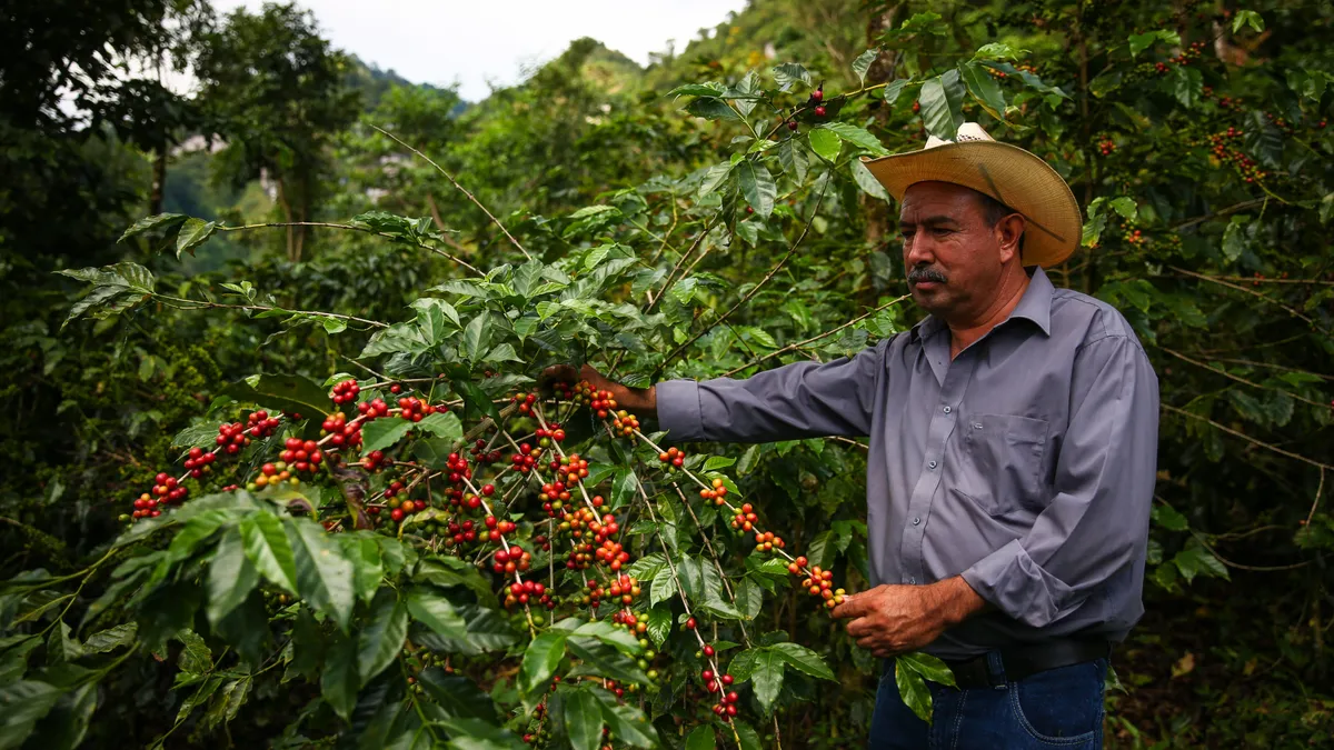 A farmer holds a coffee plant bearing fruit