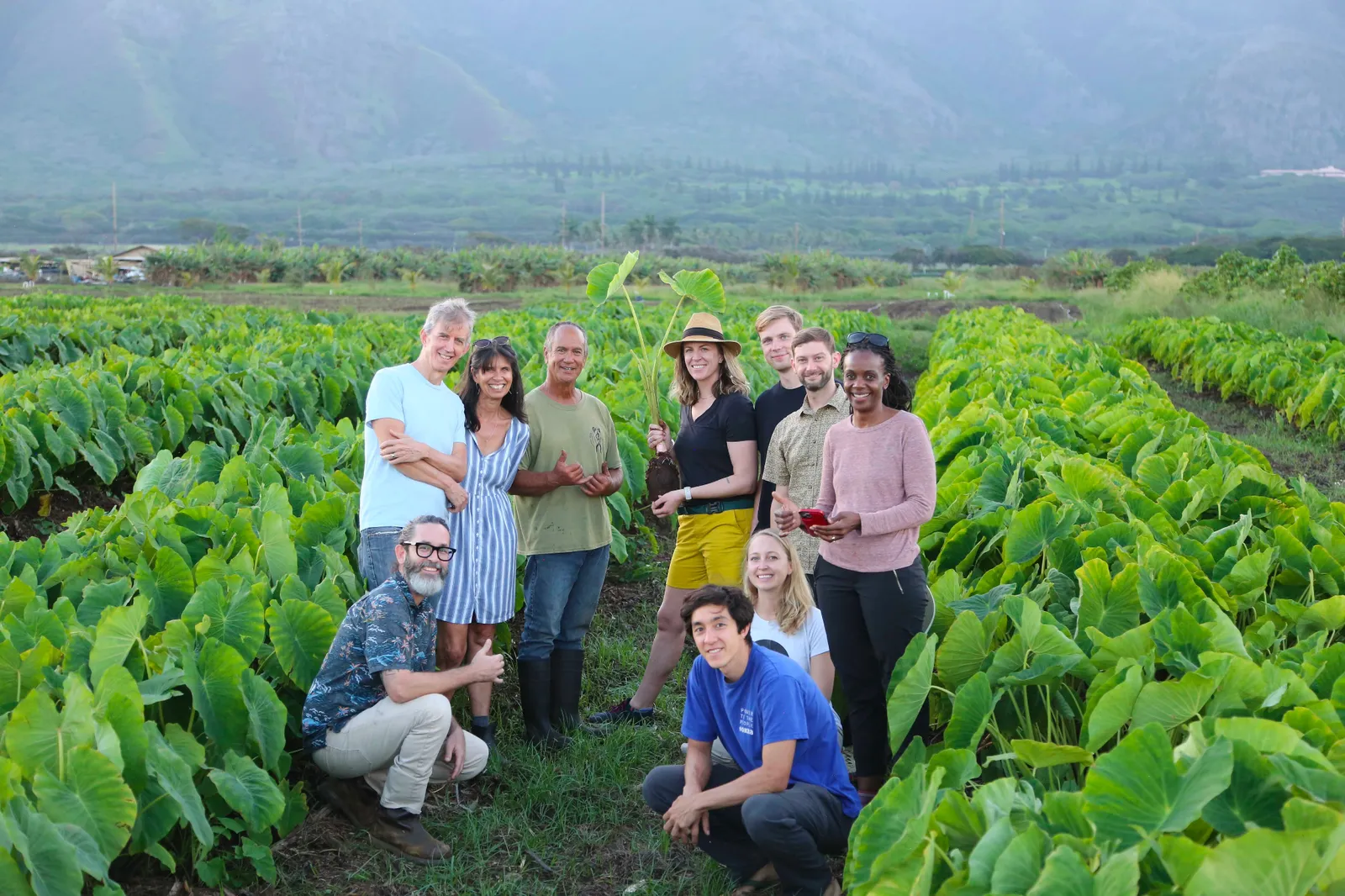 A group of people stand on a taro farm