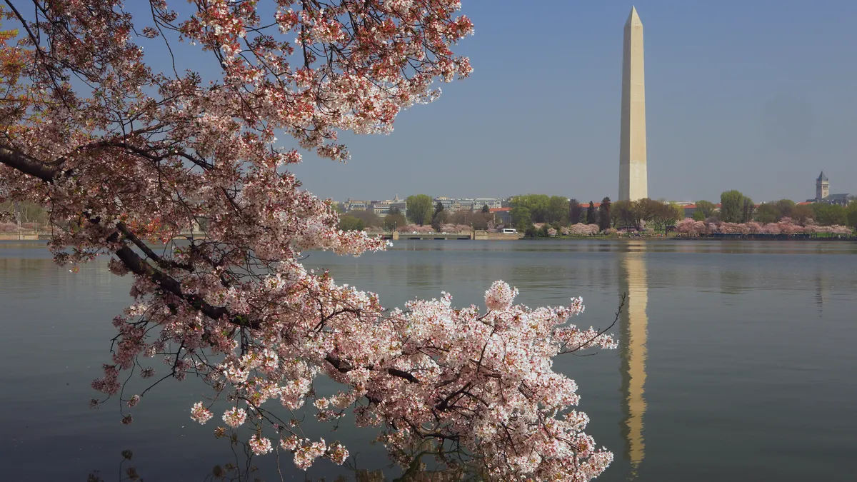 The Washington Monument stands in the background on a clear day with cherry blossoms framing the photo in the foreground.