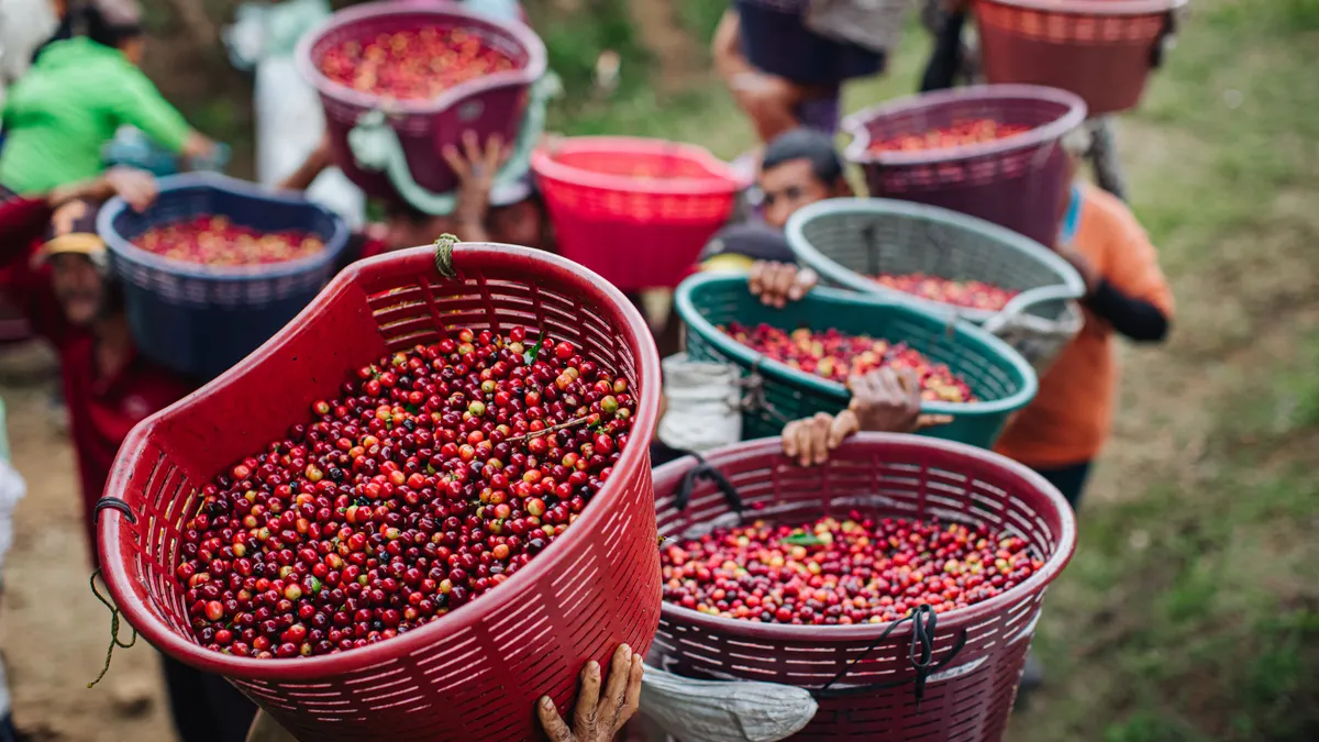 Starbucks coffee cherries carried in baskets by people walking outside from farm to port.