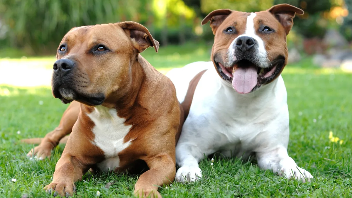 Two American Staffordshire Terriers are lying in the grass.