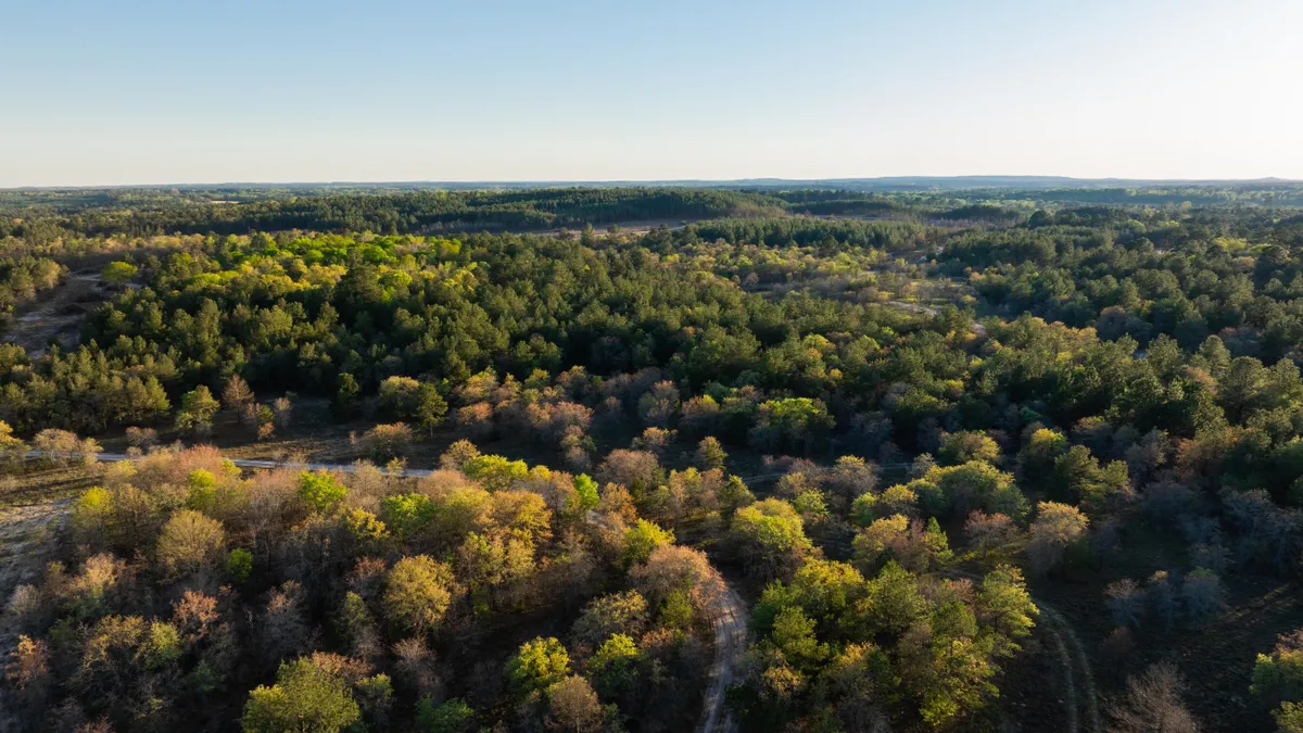 Trees seen from above.