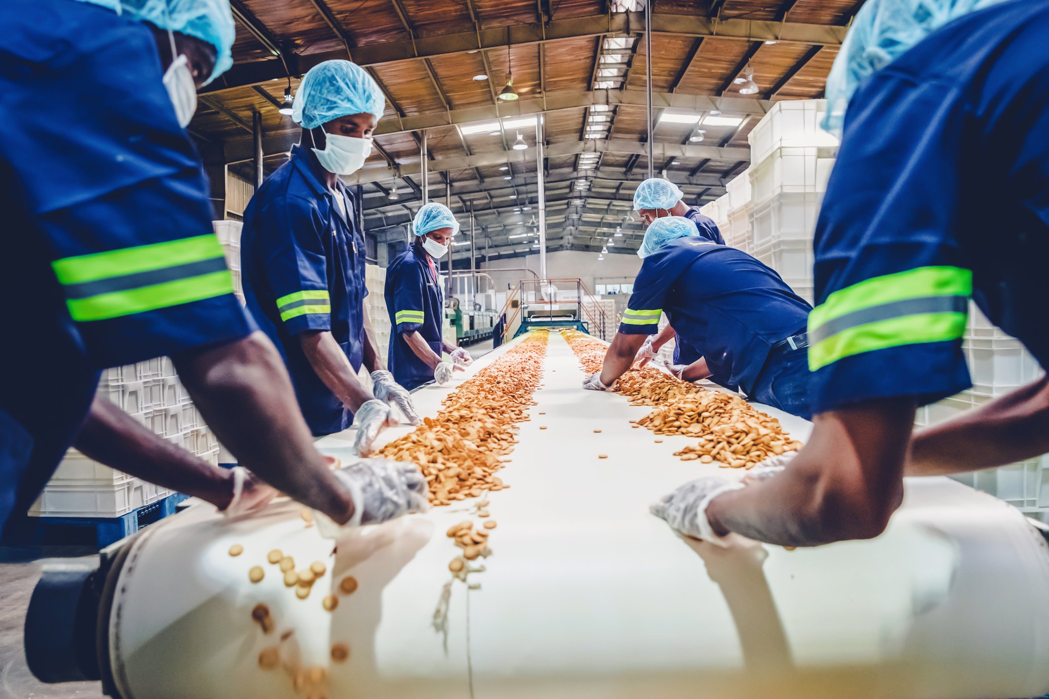 Production line workers dressed in blue uniforms with yellow stripes on sleeves and wearing a white mask and blue hairnet, collecting baked biscuits from the conveyor belt.