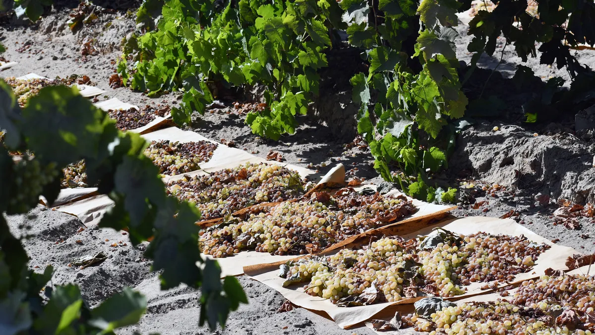 Grapes turn to raisins on paper.