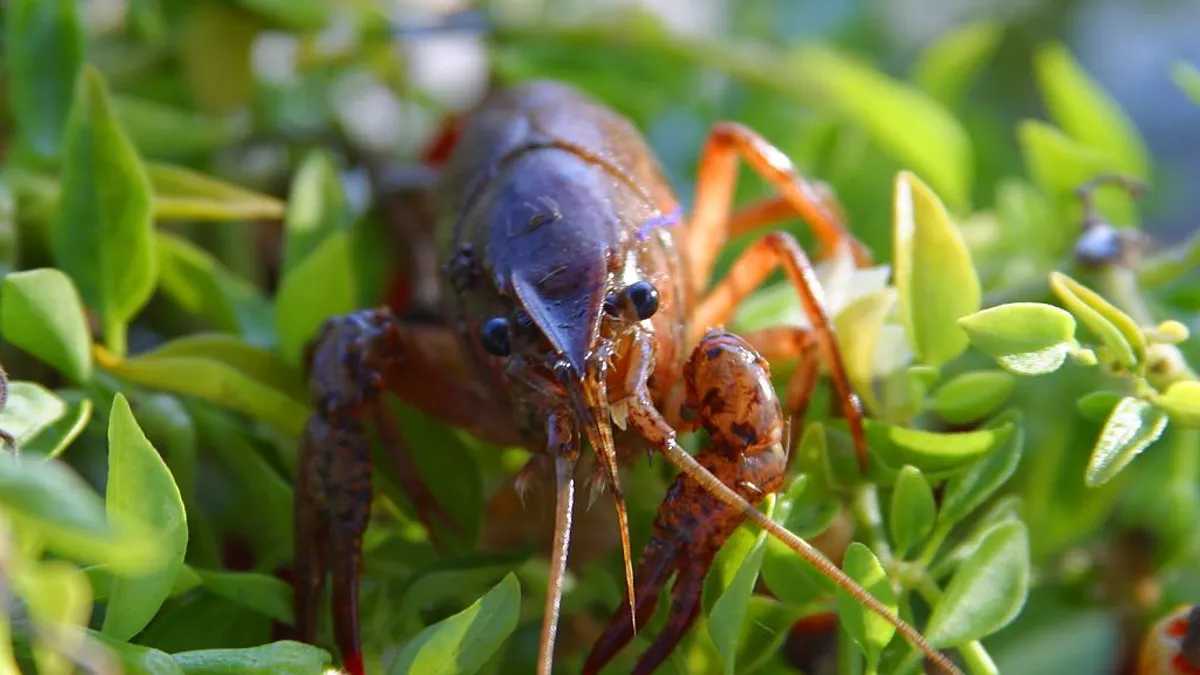 crawfish