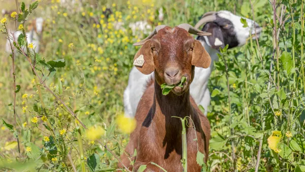 A goat in a field chewing on a plant.