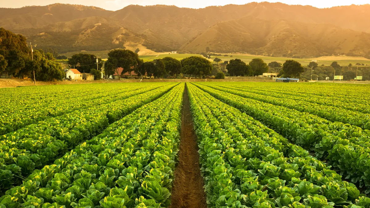 Lettuce crop growing in the Salinas Valley.