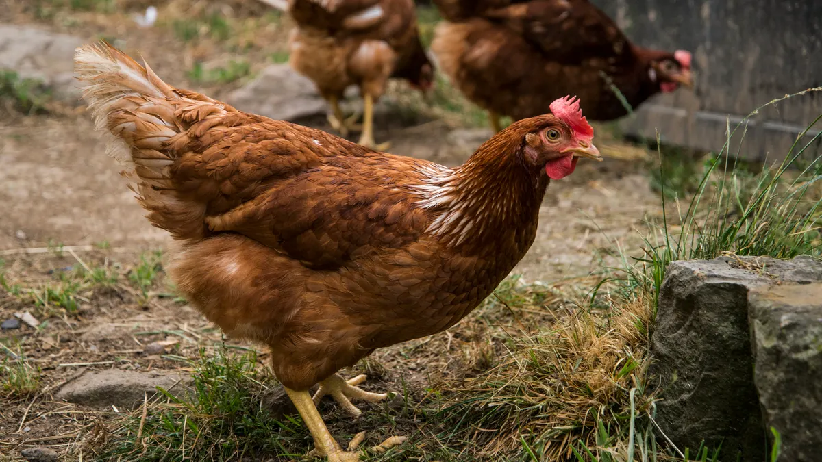 A hen in a rural field