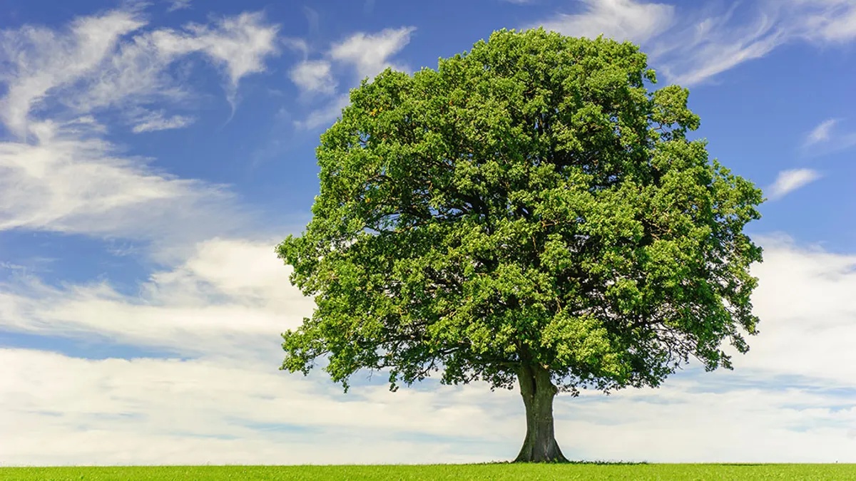 A solitary, mature green tree stands in a bright meadow beneath a vivid blue sky with wispy clouds, creating a peaceful rural scene.