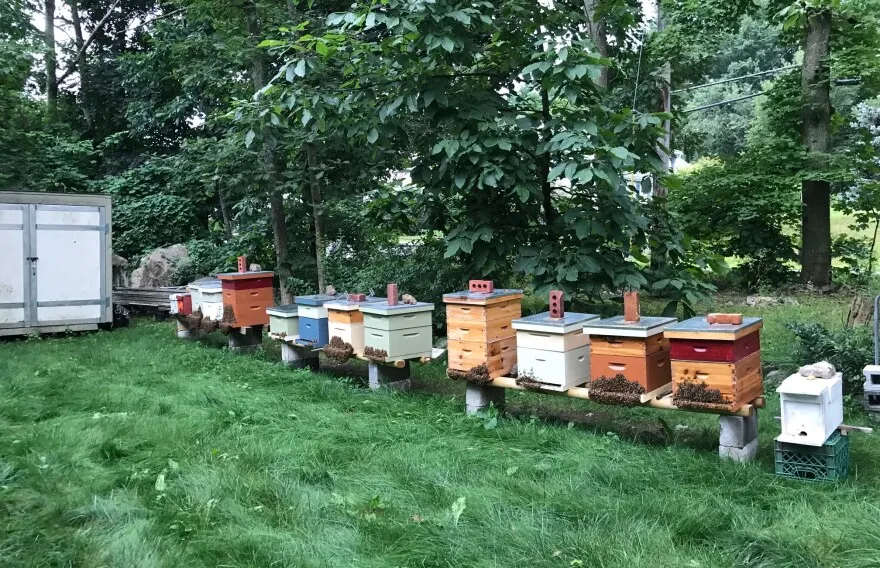 A picture shows bee boxes set up in an apiary.