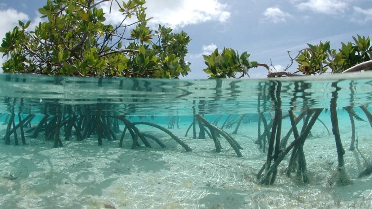 Over and under water photograph of mangrove tree in clear tropical waters