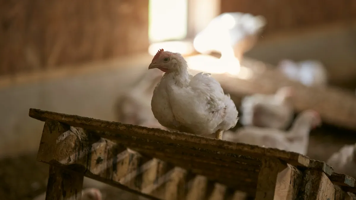 A chicken is seen in a chicken house