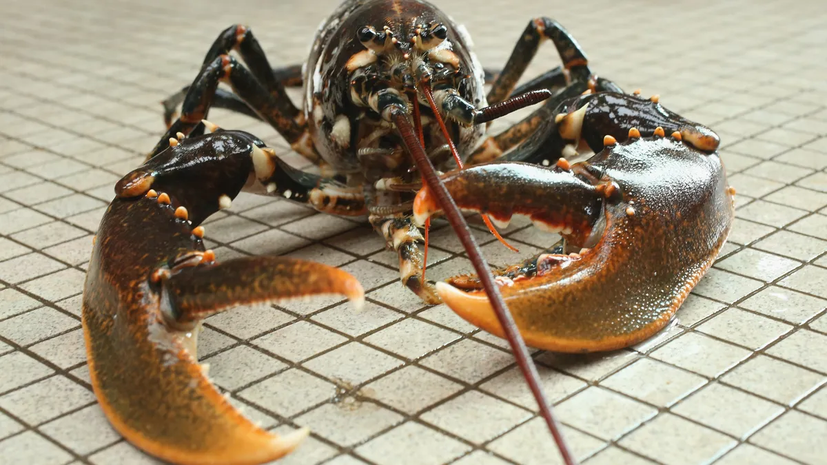 Live lobster on an unidentifiable floor