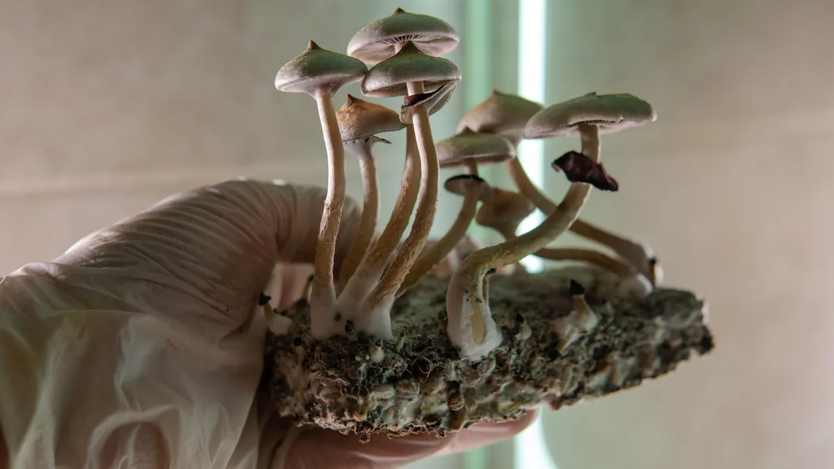 A gloved hand holds a cluster of psilocybin mushrooms growing from a block of mycelium, illuminated by indoor lab lighting.