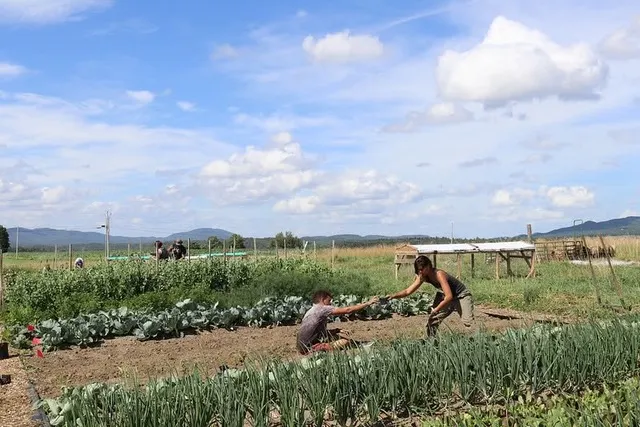 Students harvesting a vegetable garden.