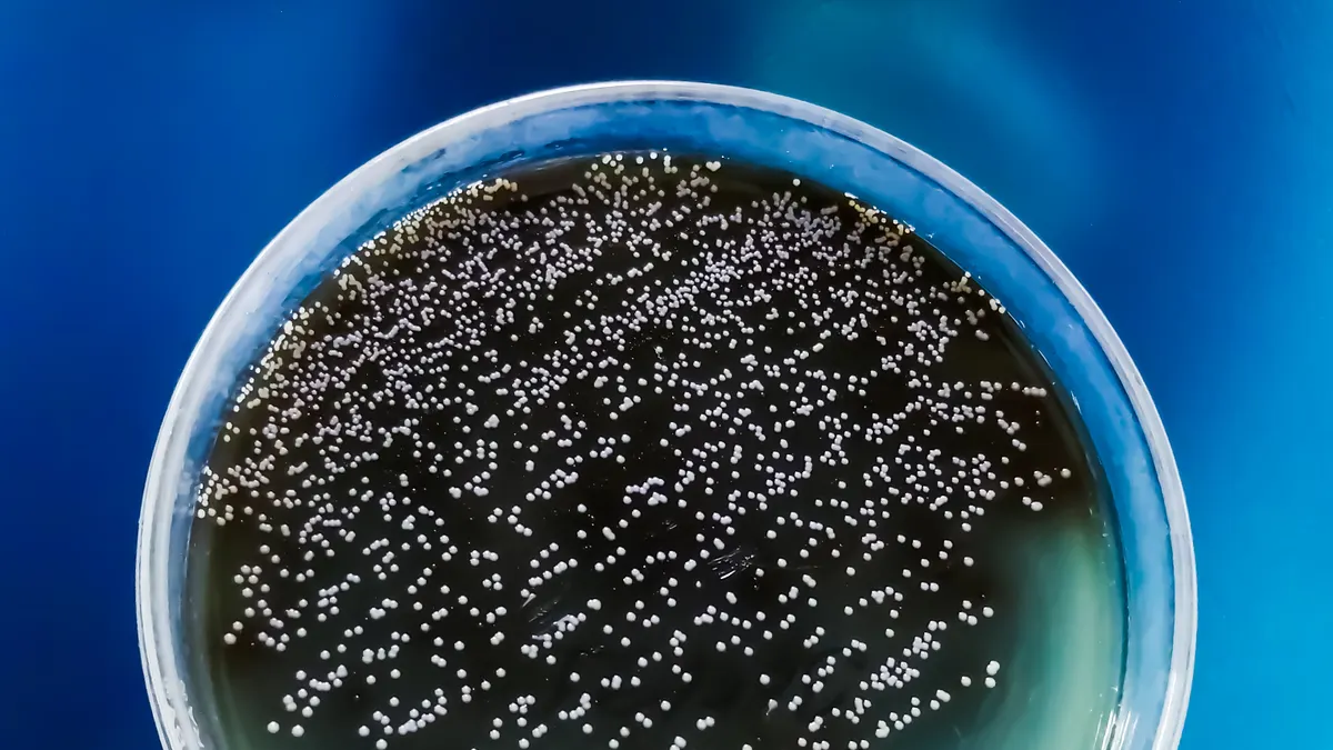 Colonies of Candida albican from a urine sample are seen on a agar media plate.