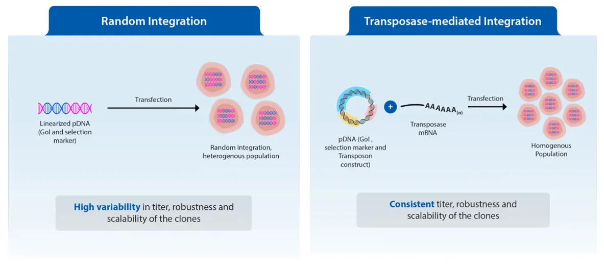 Comparison of Random Integration and Transposase-Mediated Integration