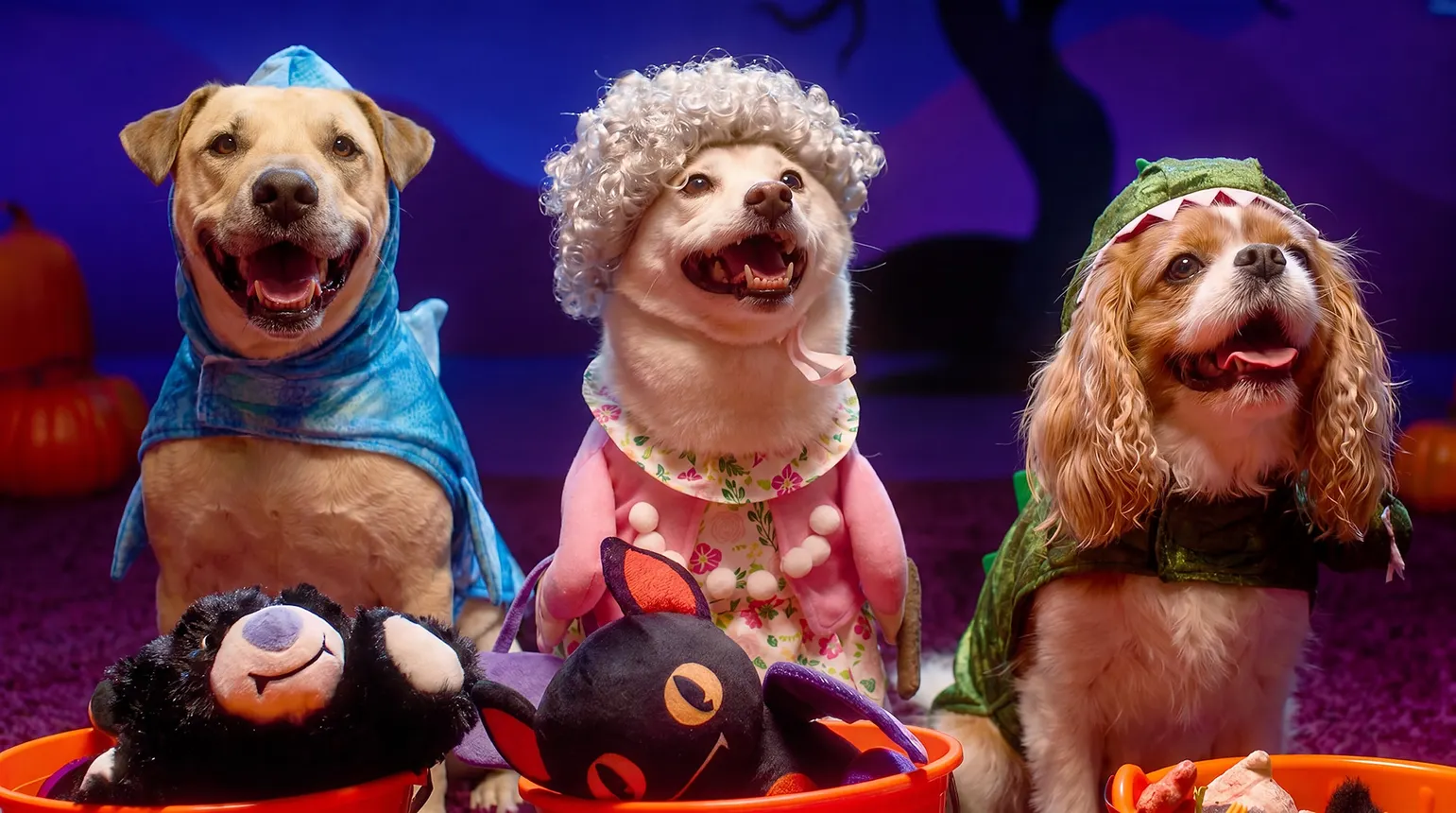 Three dogs wearing Halloween costumes from Petco