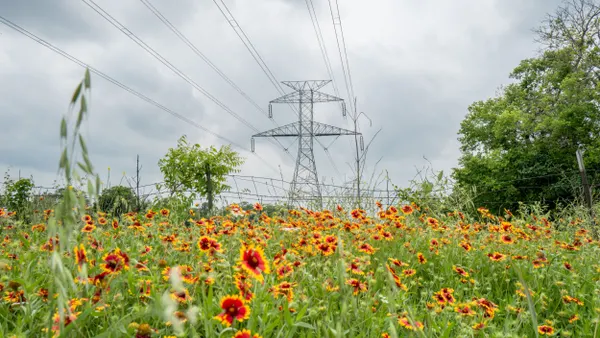 Transmission towers run through fields of blooming flowers