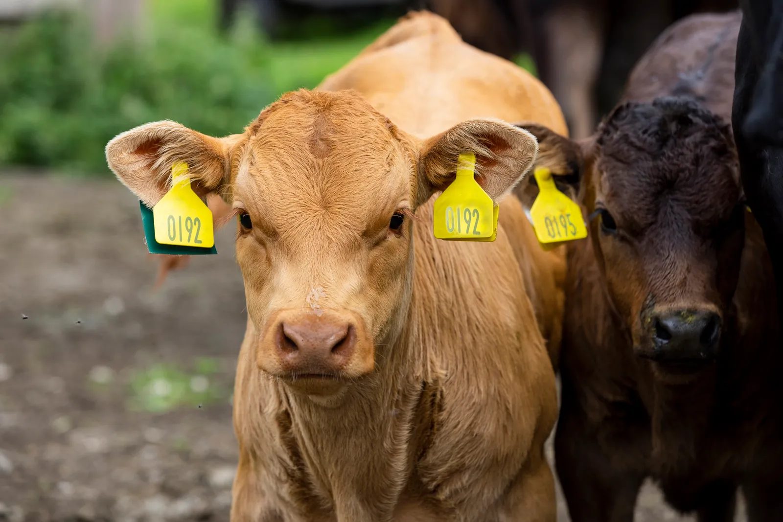 Free Range Calf on an Organic Farm