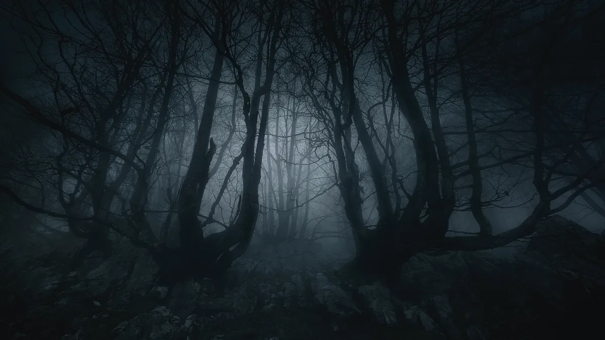 A foggy forest at night.